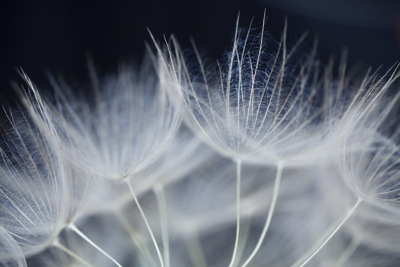Ethereal Blossom Arches