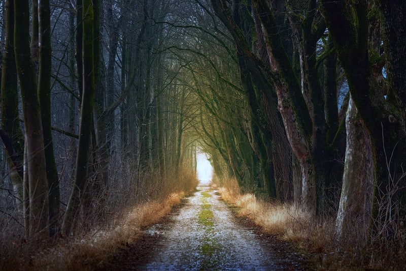 Fairytale Forest Clearing