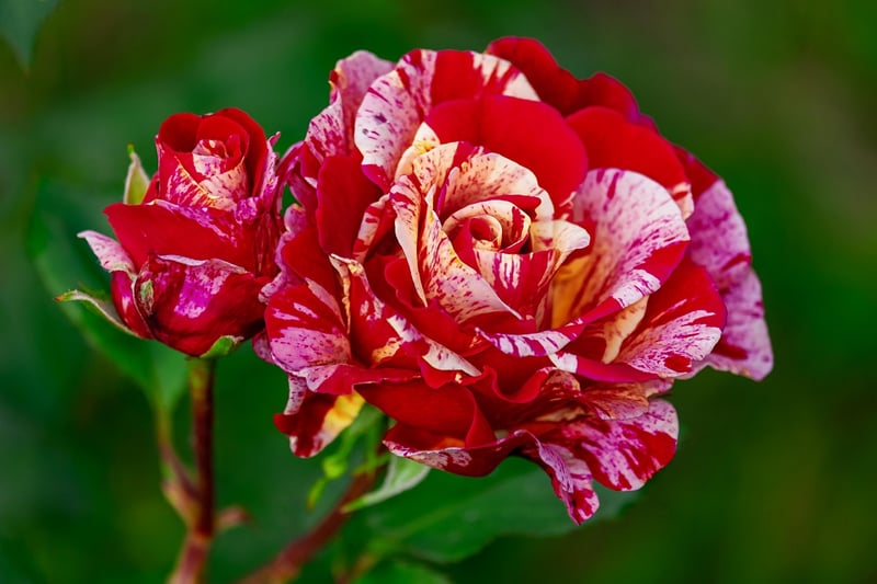 The Secret Garden