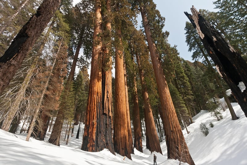 Sequoia National Park, USA